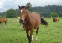 Camp d'été à Muriaux 2014 (Troupe)